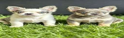 French Bulldog dogs for sale: Fluffy French Bulldogs available now! - Advert 3