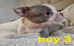 Boston Terrier dogs for sale: Lilac boston babies  - Image 7