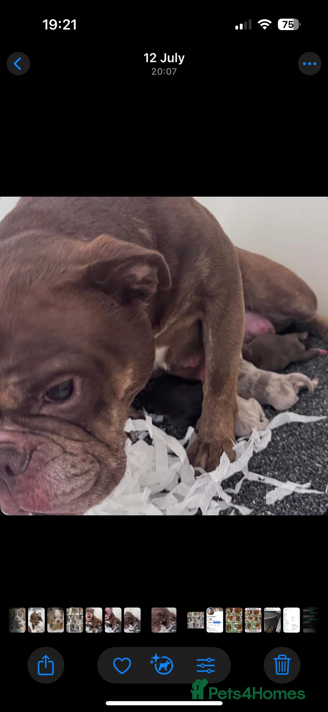 Olde English Bulldogge dogs for sale: 23 years experience, 5⭐️council approved licensed - Advert 4