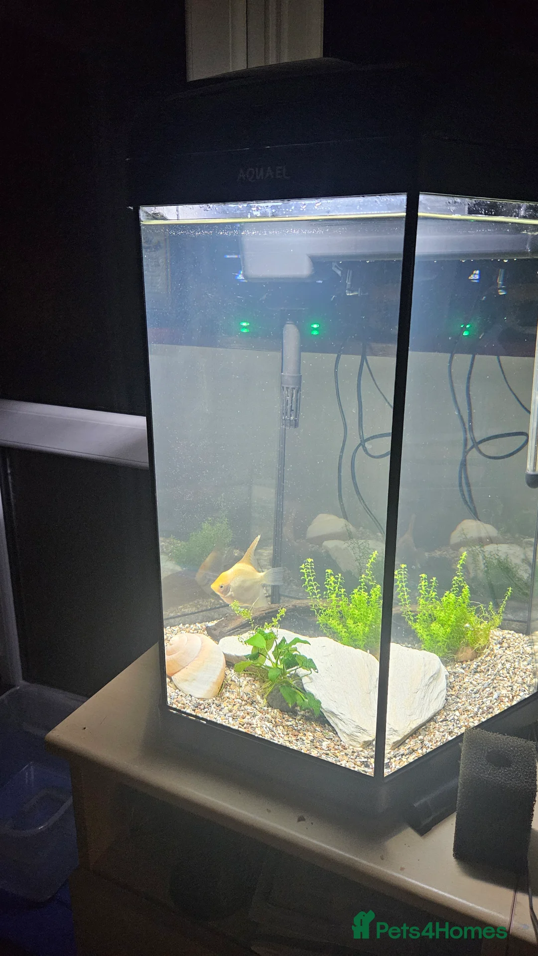 Angelfish fish for sale: Angelfish - Advert 4