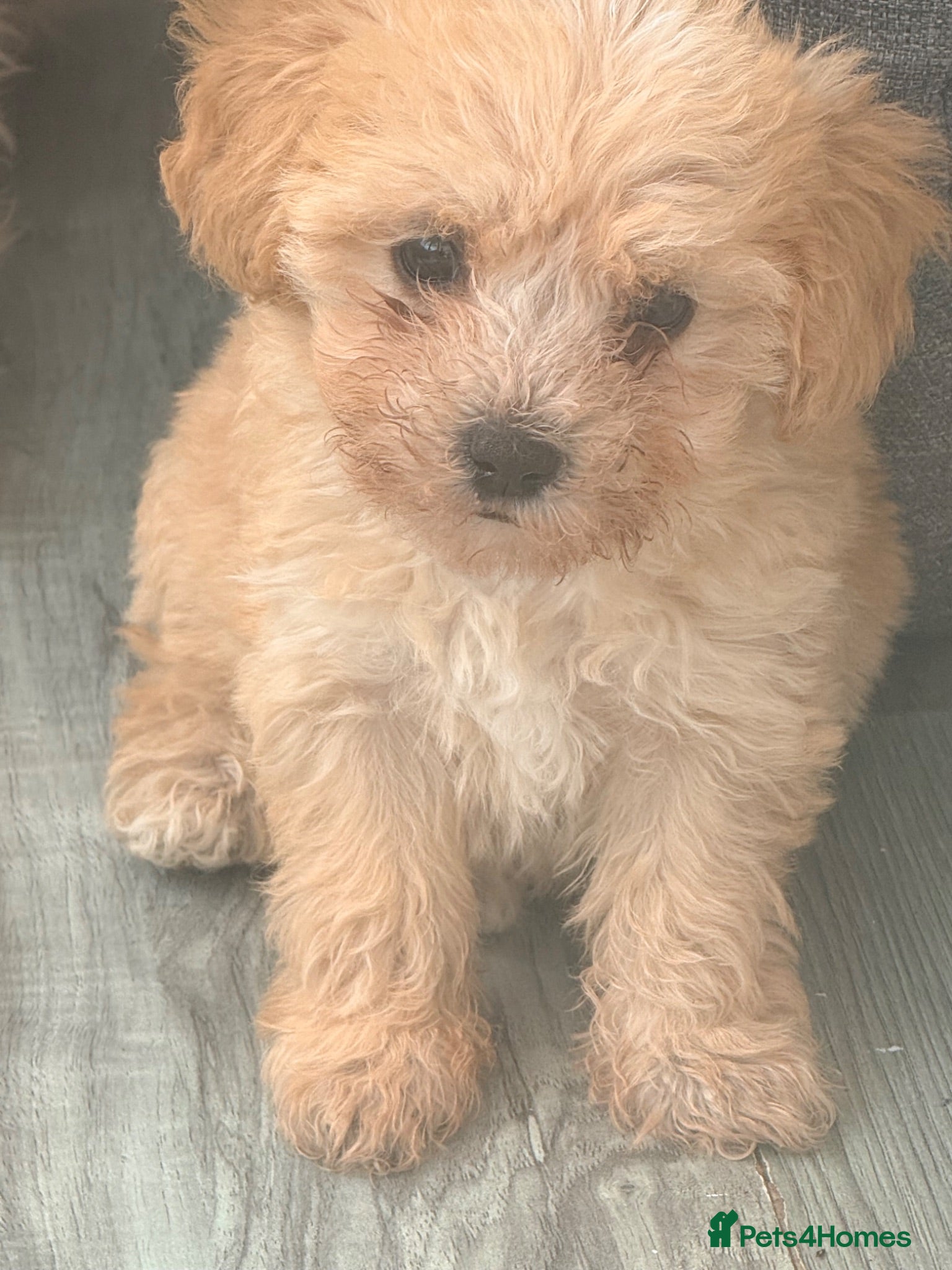 Maltipoo dogs Last 2 1 boy 1 girl available  - Advert 6