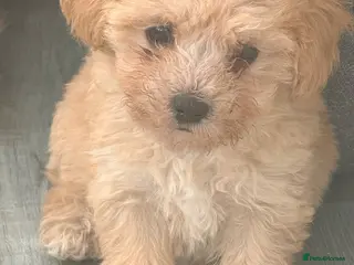 Maltipoo dogs Last 2 1 boy 1 girl available - Advert 6