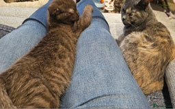 Scottish Fold cats for sale: Cappuccino Scottish fold-Reluctant sale - Advert 11