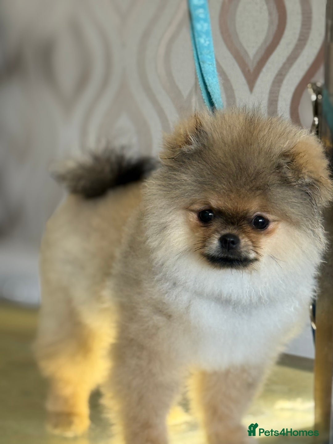 Pomeranian dogs for sale: Last female teddy face Pomeranian  - Image 17