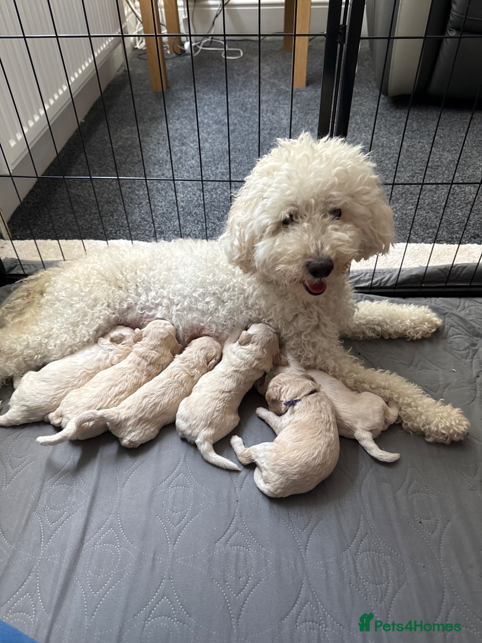 Cavapoo dogs 6 beautiful Cavapoo puppies - Advert 8