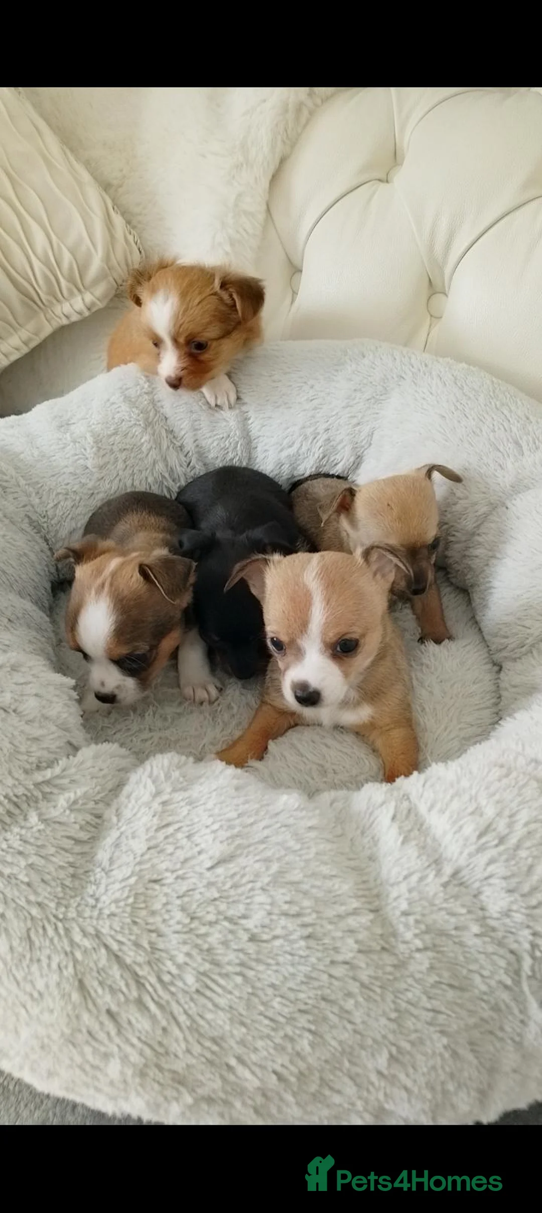 Chihuahua dogs for sale: Tiny chihuahua pups ready now - Advert 1