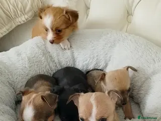 Chihuahua dogs Tiny chihuahua pups ready now - Advert 1