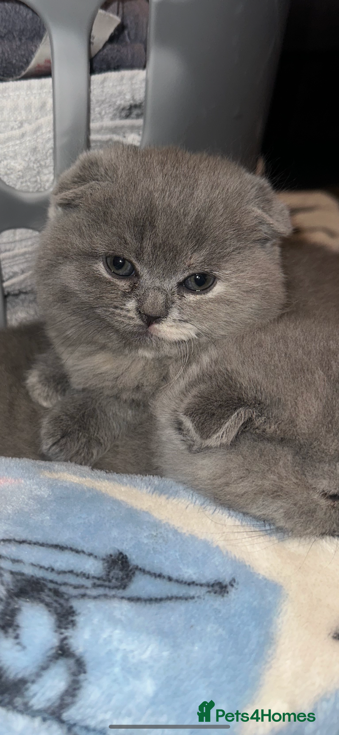 Scottish Fold cats for sale: Beautiful Scottish Fold Girls For Sale - Advert 4
