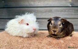 Guinea Pig rodents for sale: Various breeds - pairs/single - Image 3