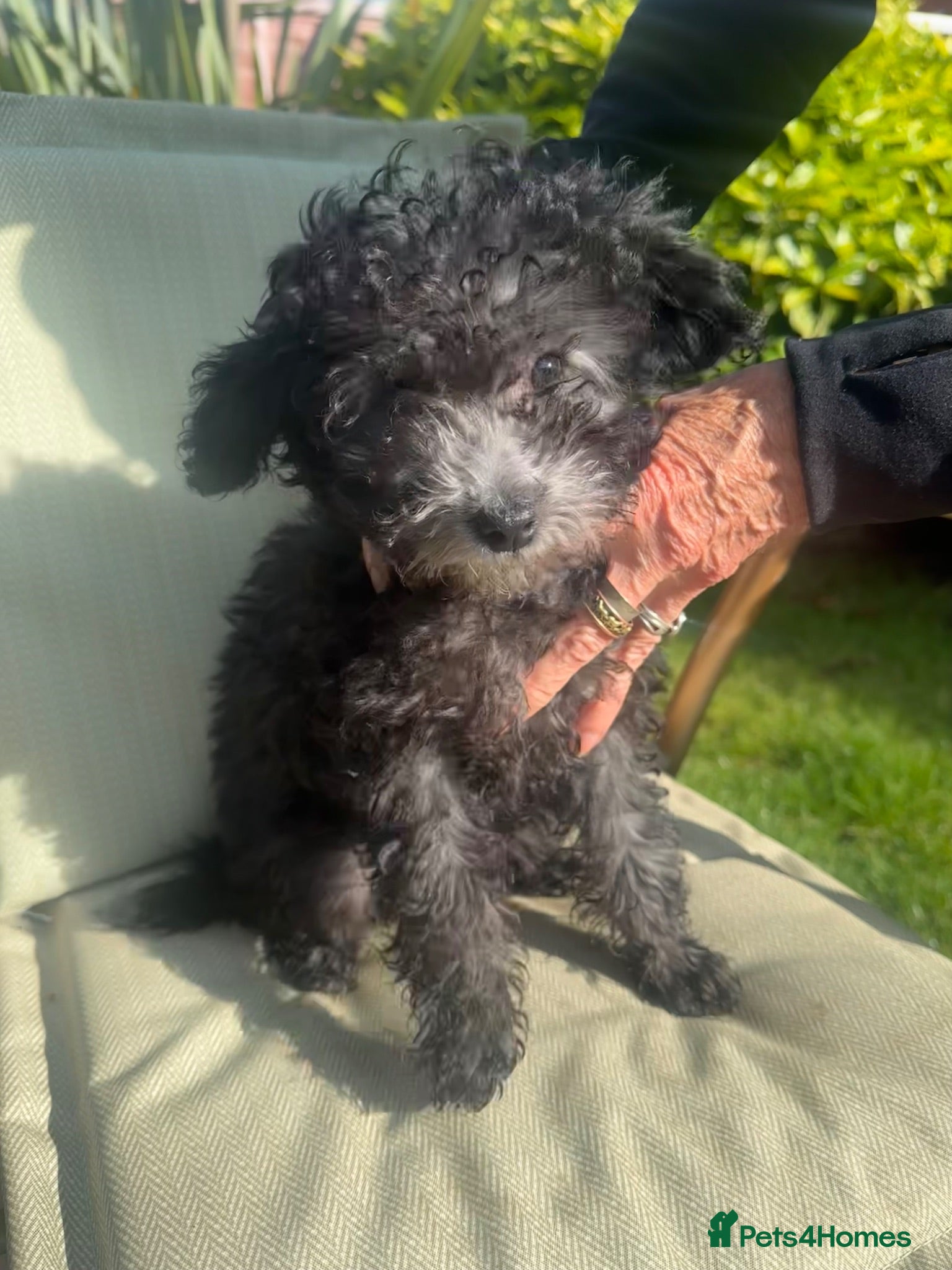 Poodle dogs Silver poodle puppy  - Advert 4