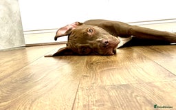 Mixed Breed dogs for sale: American bulldog & Cane Corso - Image 1