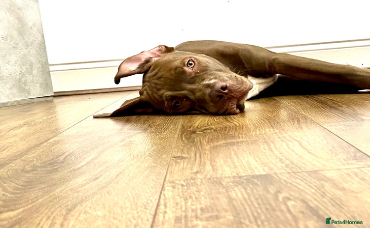 Mixed Breed dogs - Advert 2