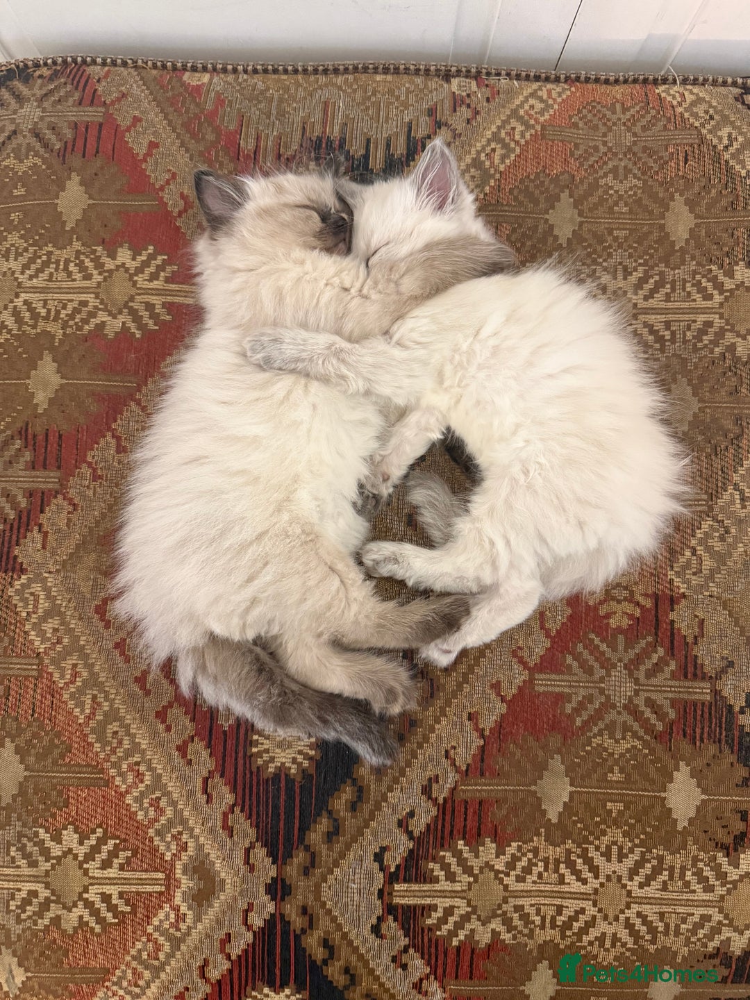 Ragdoll cats for sale: Beautiful Ragdoll Kittens for sale - Advert 1