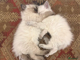 Ragdoll cats Beautiful Ragdoll Kittens for sale - Advert 5