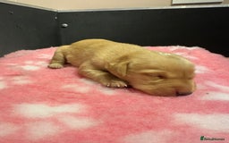 Labrador Retriever dogs for sale: Ftch sired Labrador puppies  - Image 13