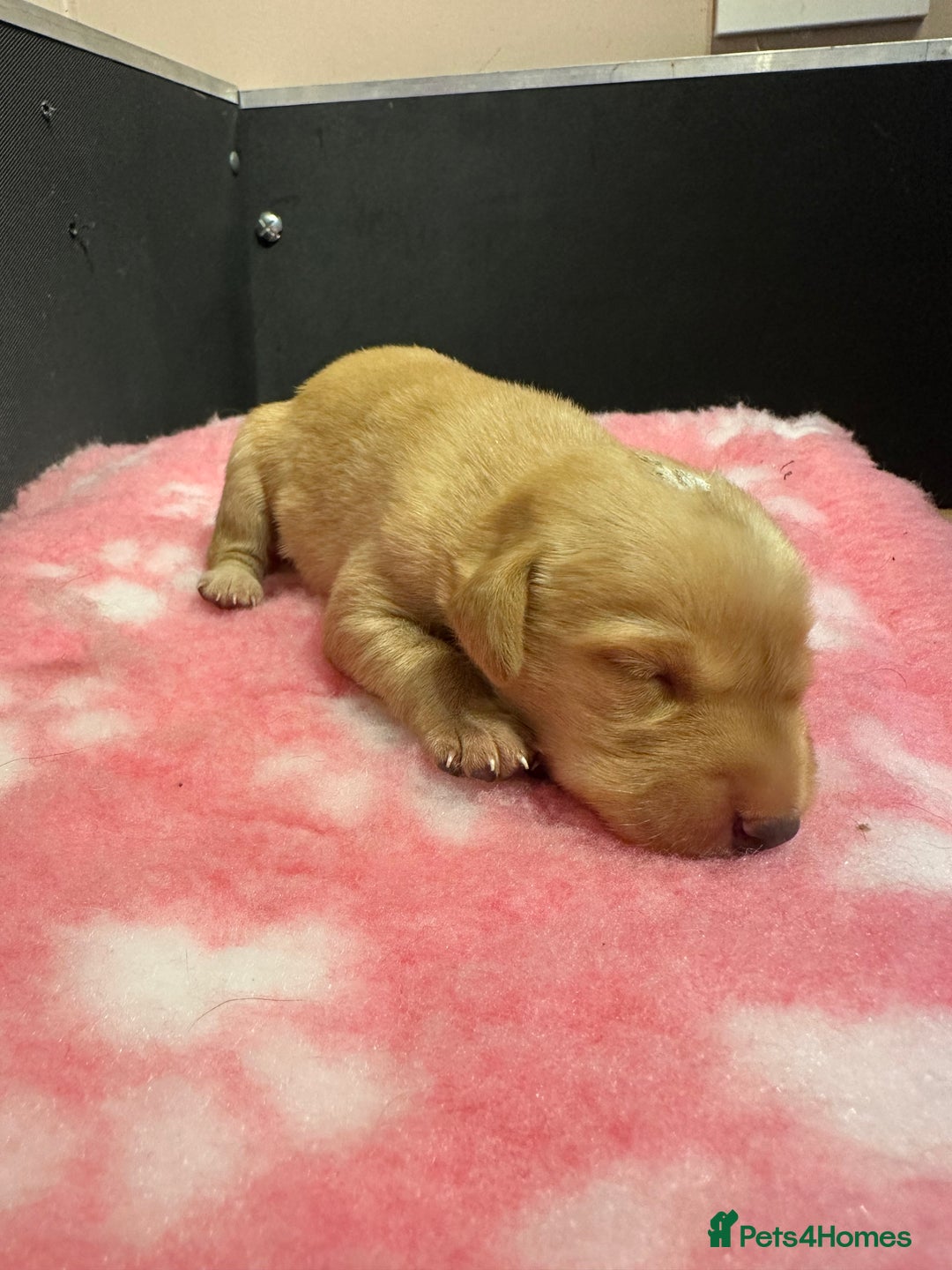 Labrador Retriever dogs for sale: Ftch sired Labrador puppies  - Image 13