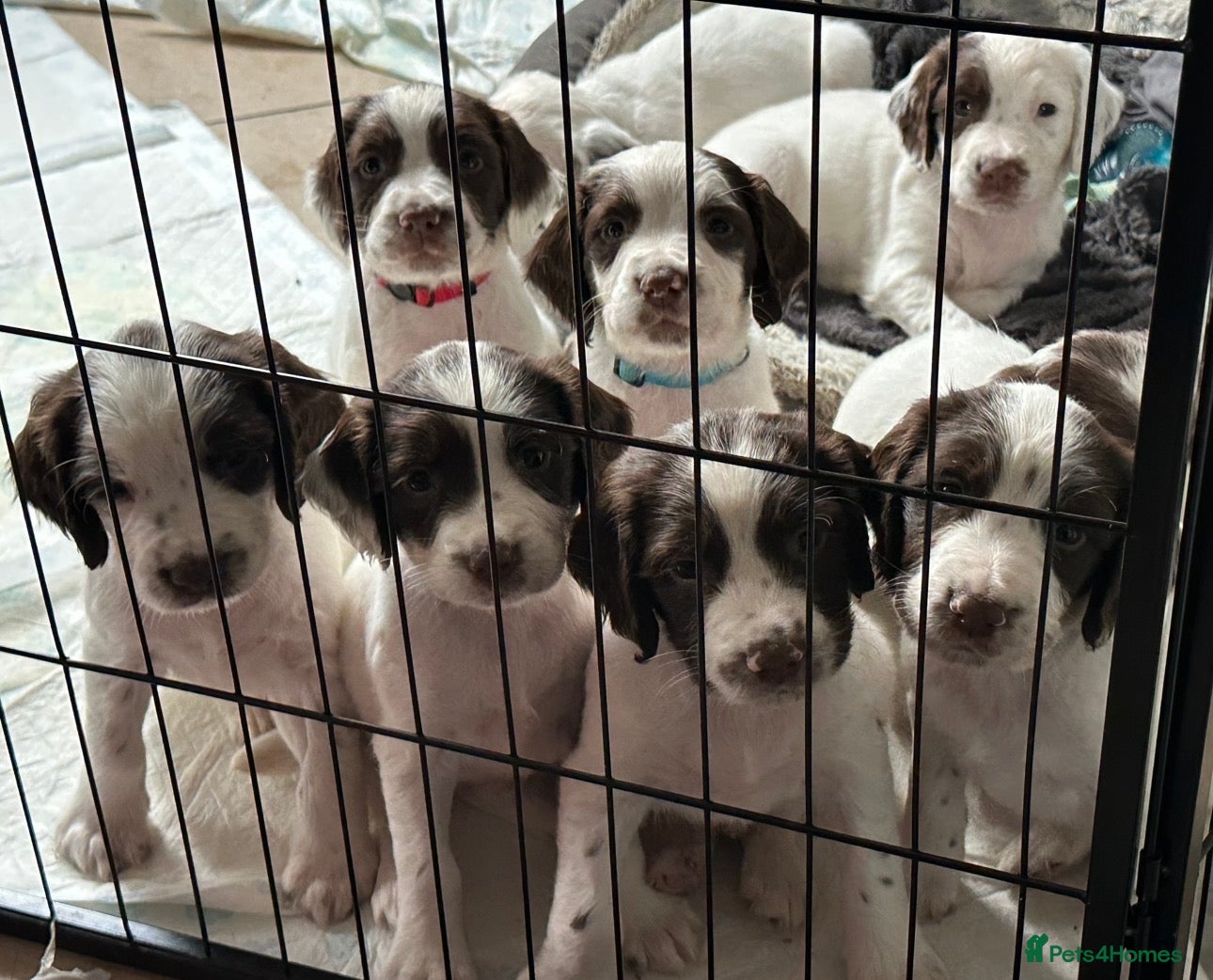 English Springer Spaniel dogs Ftch lines Kc reg working English springers  - Advert 1