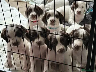 English Springer Spaniel dogs Ftch lines Kc reg working English springers - Advert 1