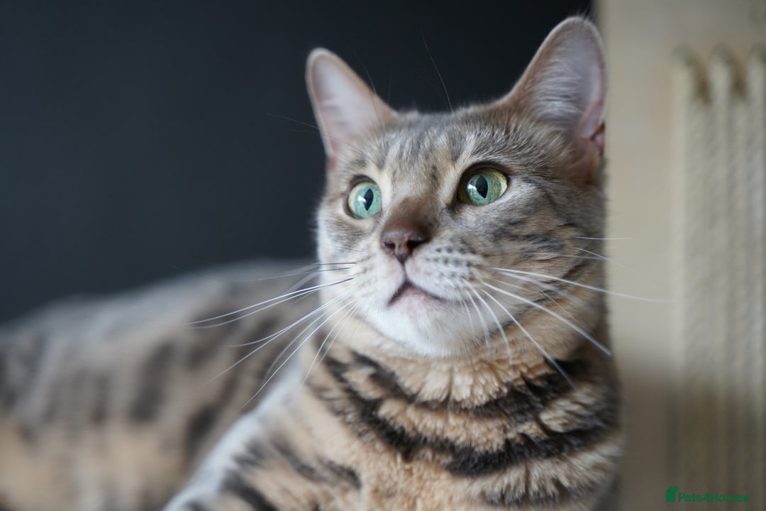 Bengal cats for sale: 3 Snow Bengal Boys-Gorgeous-TICA-Ready in November - Image 31
