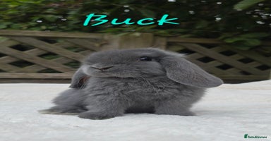 Mini Lop rabbits - Advert 9