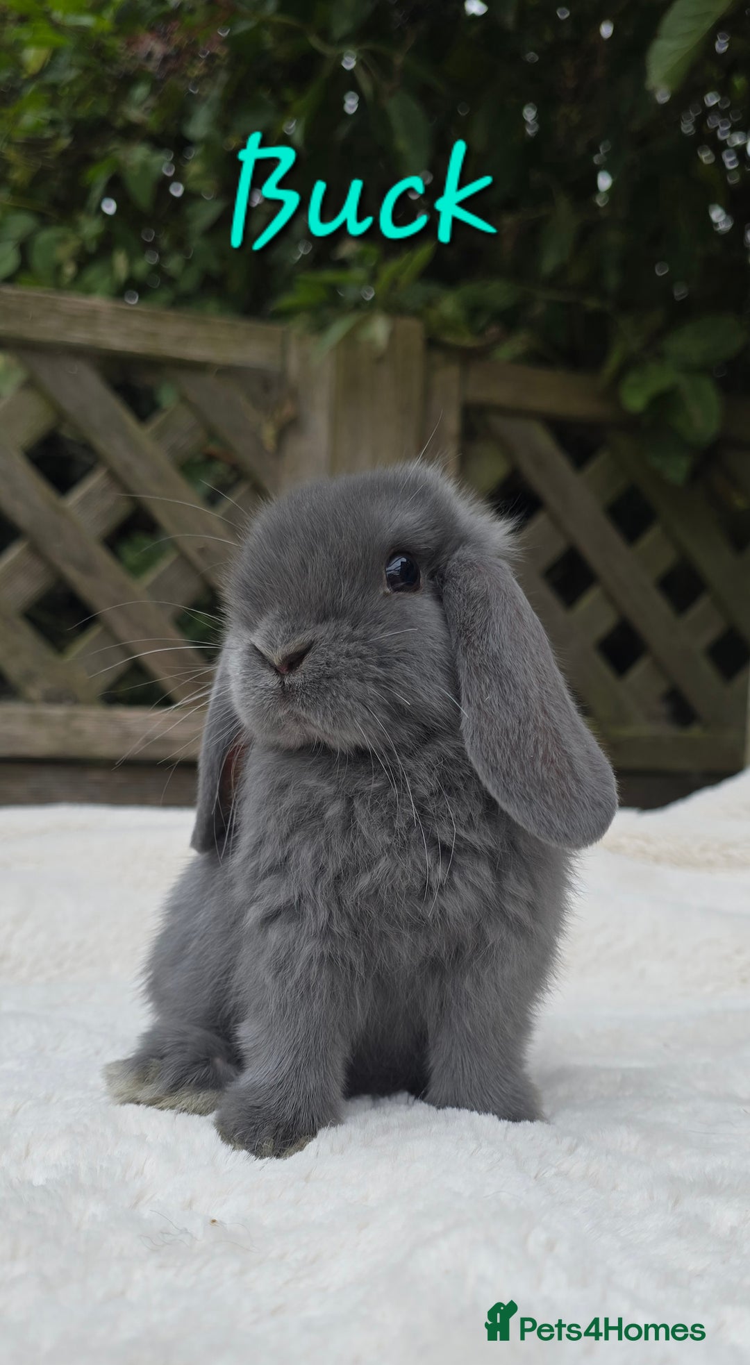 Mini Lop rabbits for sale: Beautiful mini lops boys and girls - Image 2
