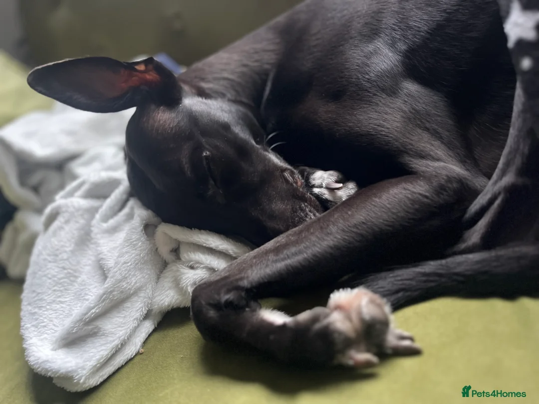 Whippet dogs for sale: 3 year old whippet - Advert 2