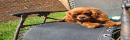 Cavalier King Charles Spaniel dogs for sale: Female cavalier and cavapoo for rehome - Advert 2