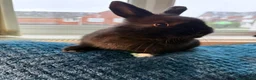 Netherland Dwarf rabbits for sale: Gorgeous Netherland Dwarf mix breed - Advert 1