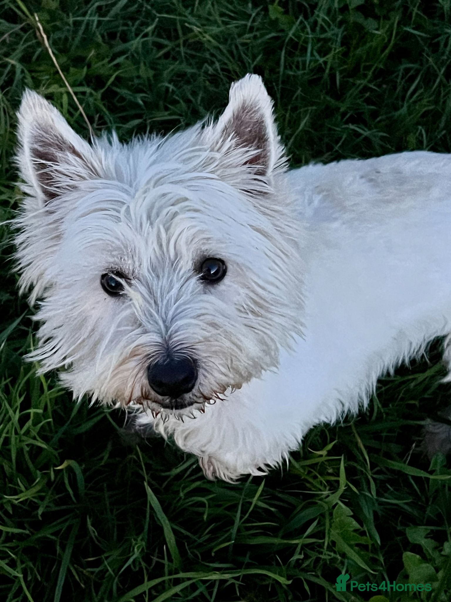 West Highland Terrier dogs for sale: Kennel Club Registered Westie Puppies - Advert 1