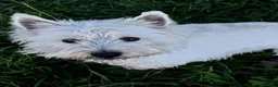 West Highland Terrier dogs for sale: Kennel Club Registered Westie Puppies - Advert 1