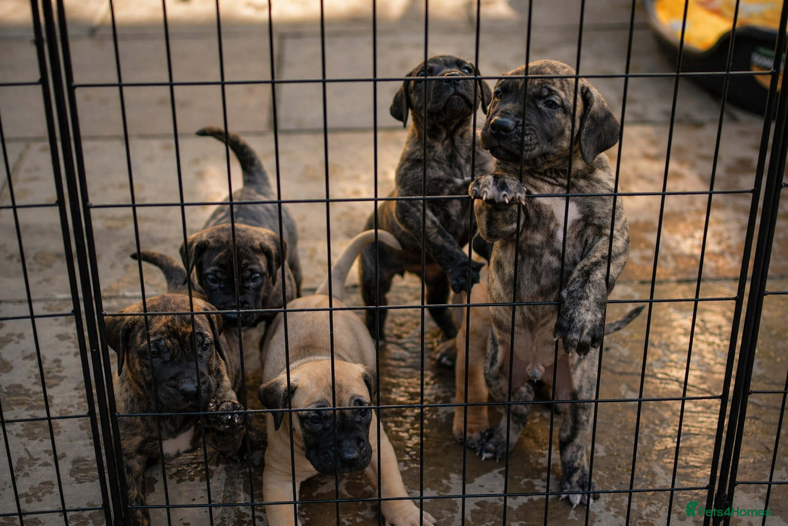 Presa Canario dogs Presa Canario puppies champion bloodlines - Advert 1