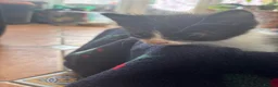British Shorthair cats for sale: Beautiful tuxedo kittens  - Advert 21