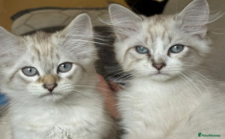 Siberian cats - Advert 10