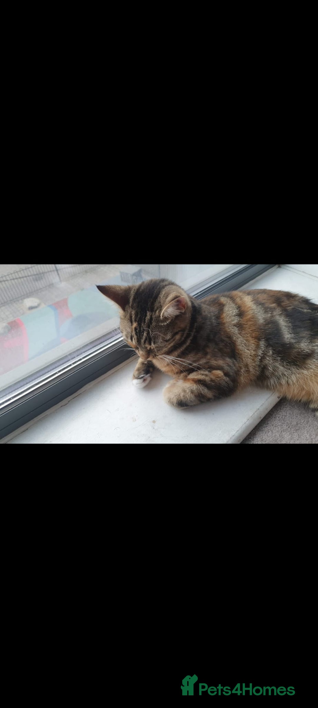 Mixed Breed cats for sale: Lovely Bonded pair (M+F) - must stay together - Advert 15