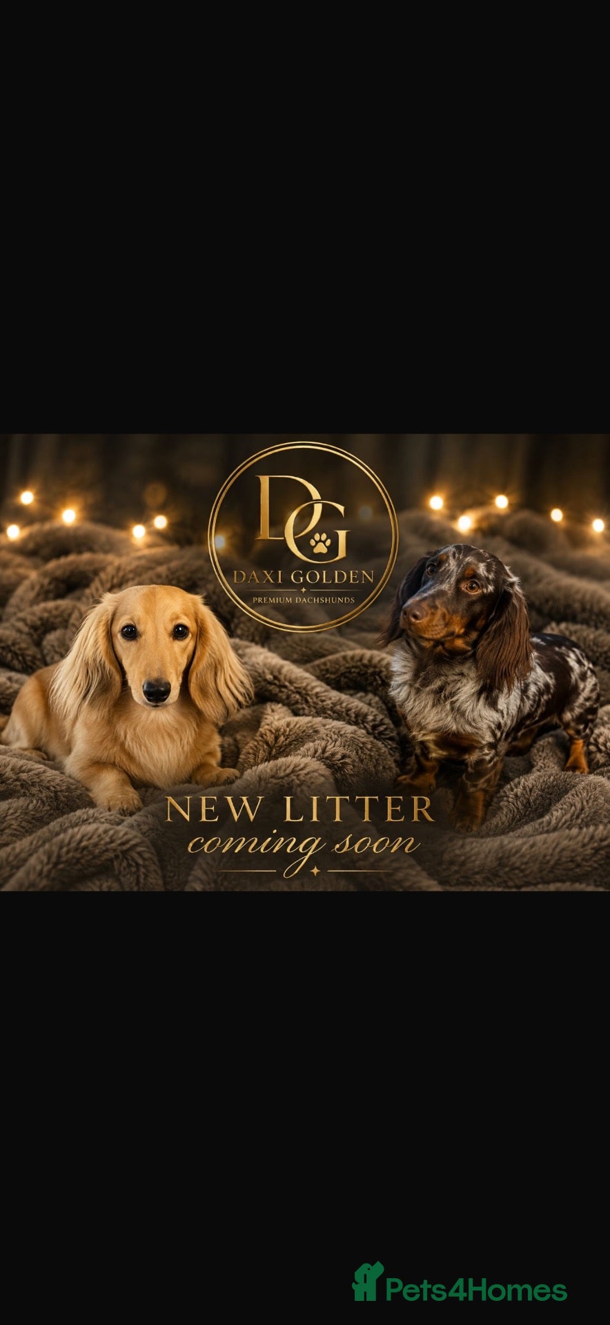 Miniature Dachshund dogs Miniature longhaired dachshund  - Advert 15