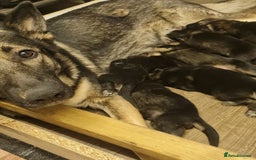 German Shepherd dogs for sale: German Shepherd Puppies For Sale - Image 2