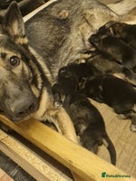German Shepherd dogs German Shepherd Puppies For Sale - Advert 14
