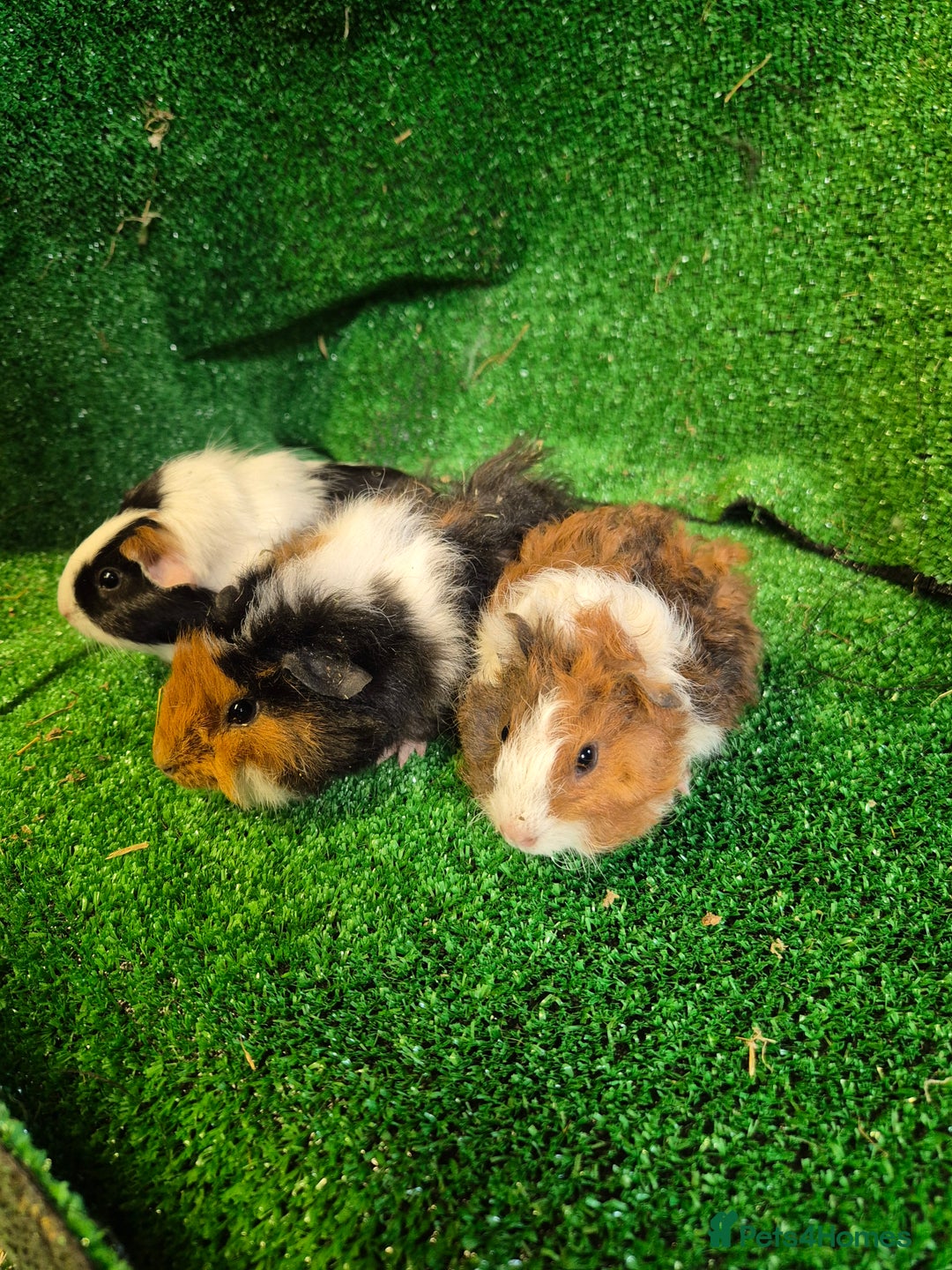 Guinea Pig rodents for sale: Guinea pig looking for new homes - Image 2