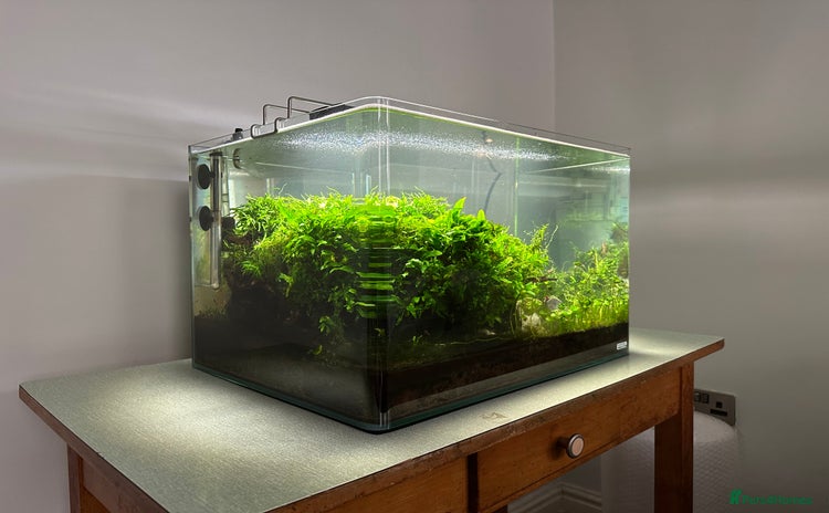 Shrimps fish - Advert 1