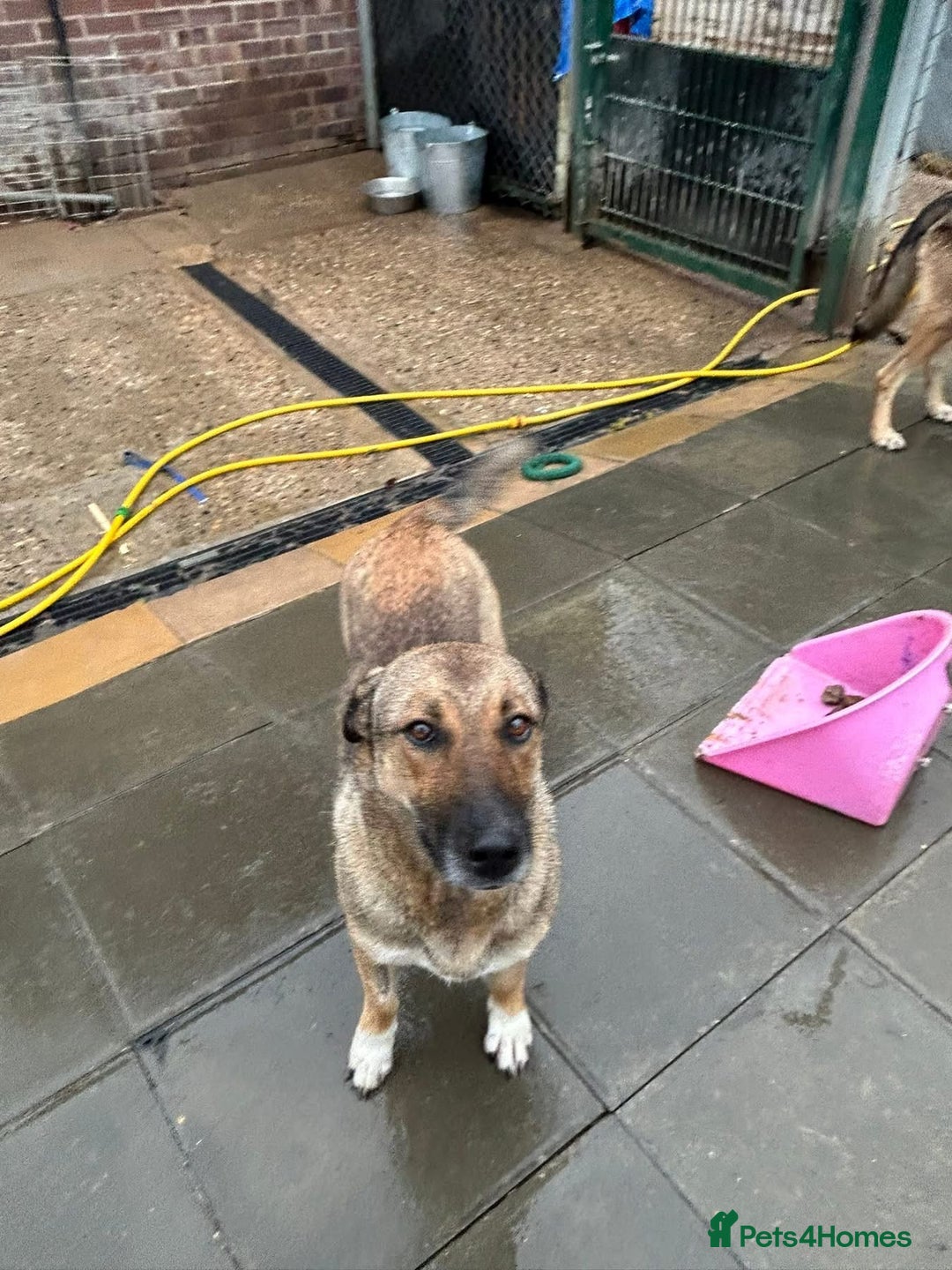 Mixed Breed dogs for adoption: Bella - Norwich Norfolk  - Image 15