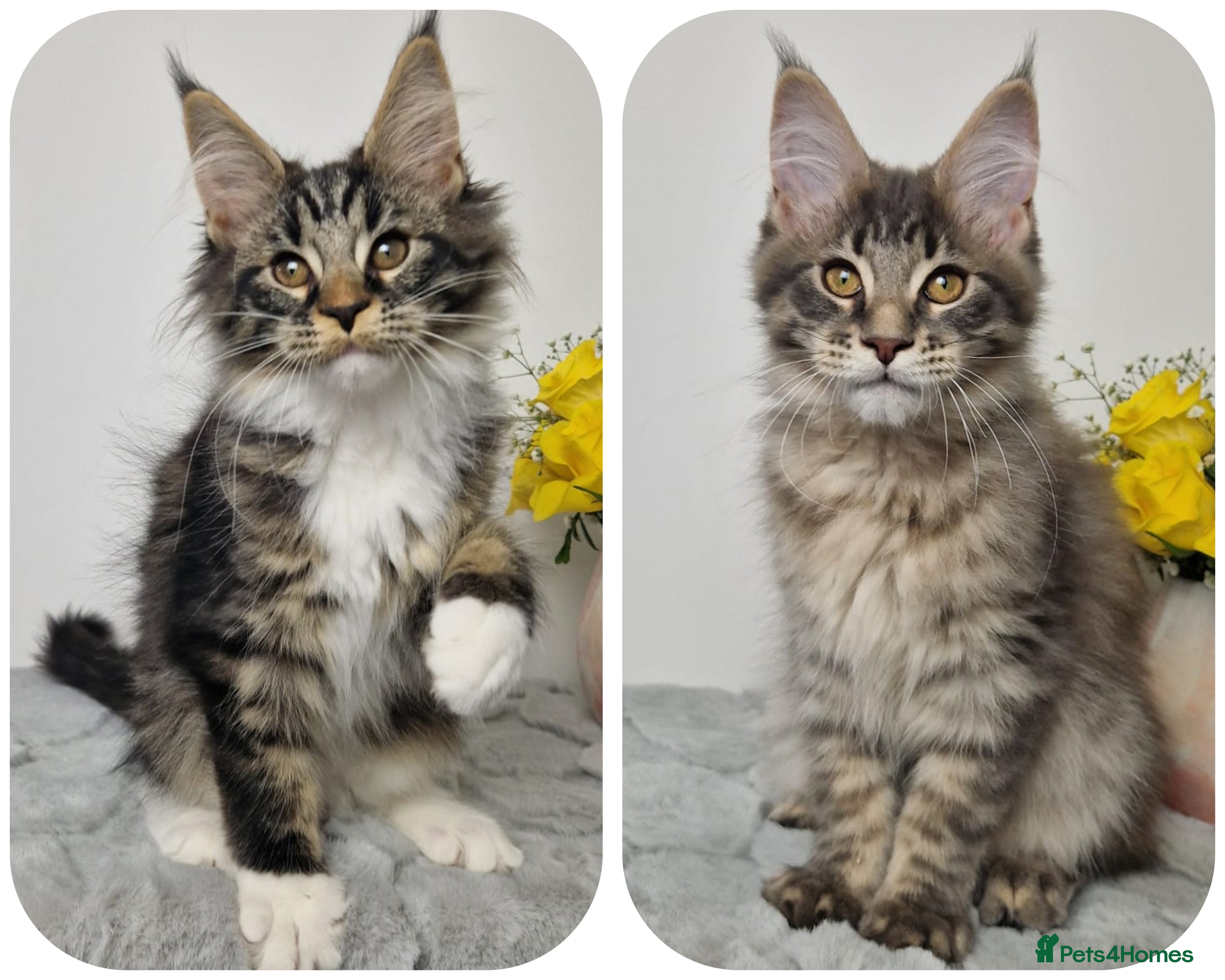 Maine Coon cats  READY TO GO TICA registered maine coon kittens - Advert 1