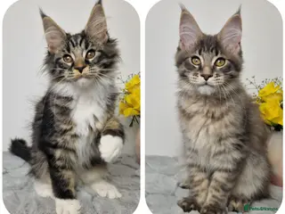 Maine Coon cats READY TO GO TICA registered maine coon kittens - Advert 17