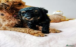 Toy Poodle dogs for sale: Toy poodle boy - Advert 1