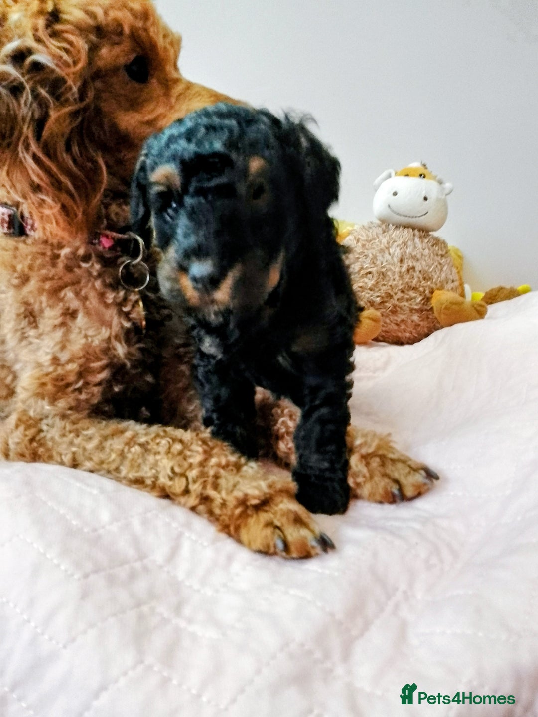 Toy Poodle dogs for sale: Toy poodle boy - Advert 1
