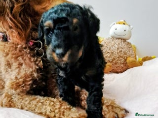 Toy Poodle dogs Toy poodle boy - Advert 5