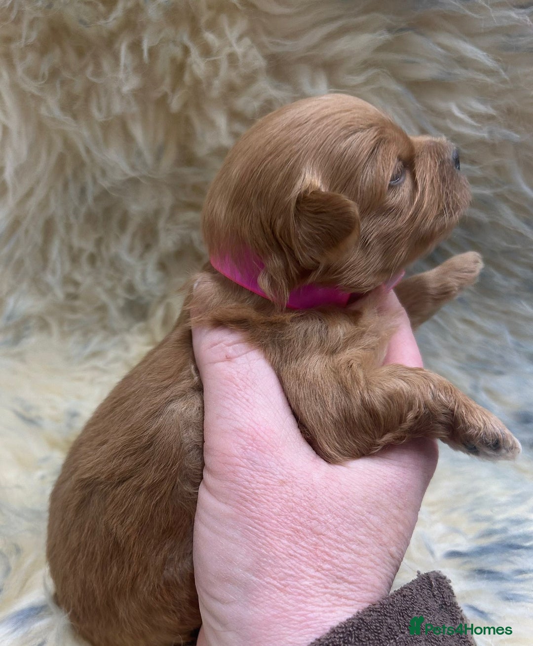 Maltipoo dogs for sale: Red Toy Maltipoos  - Advert 11