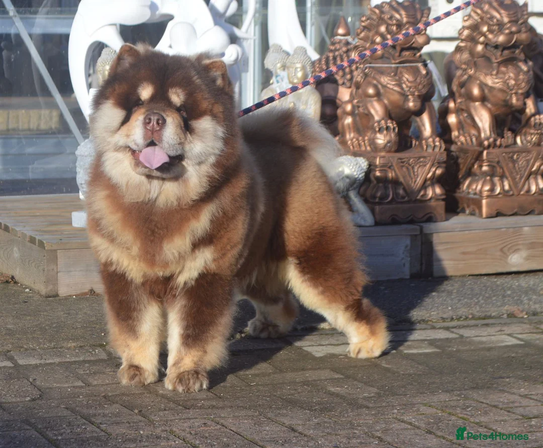 Chow Chow dogs for stud: Chocolate and tan chow chow - Advert 2