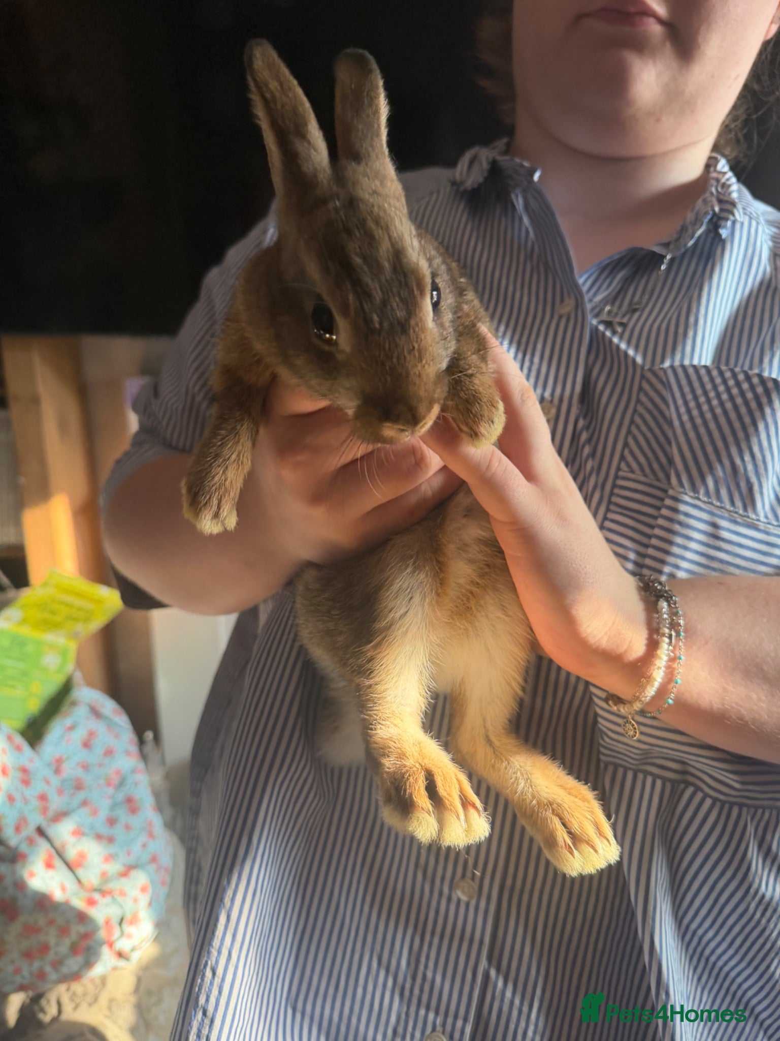 Rex rabbits Mini Rex 2x does 2 x bucks  - Advert 4
