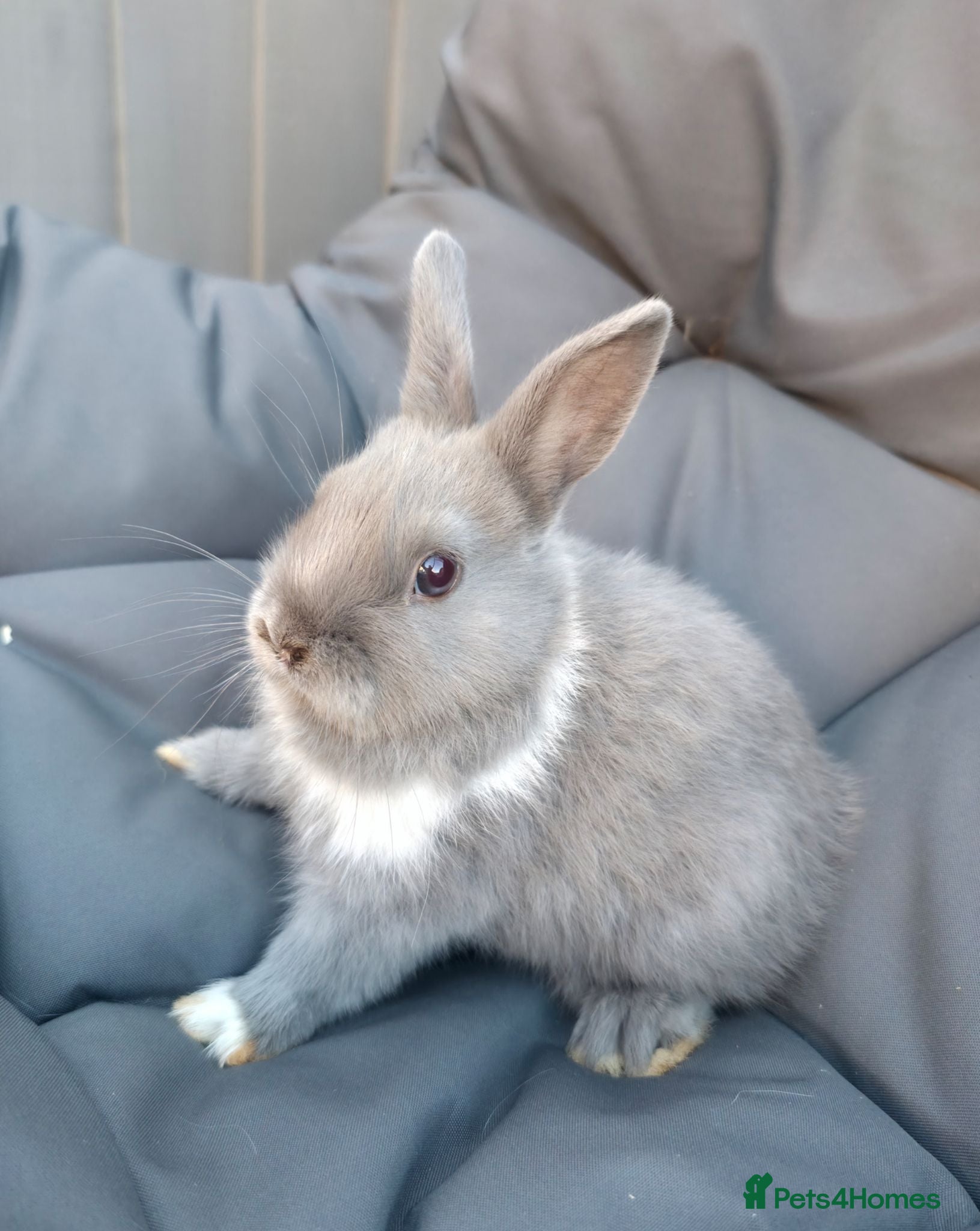 Netherland Dwarf rabbits Netherland Dwarf Rabbits  - Advert 18