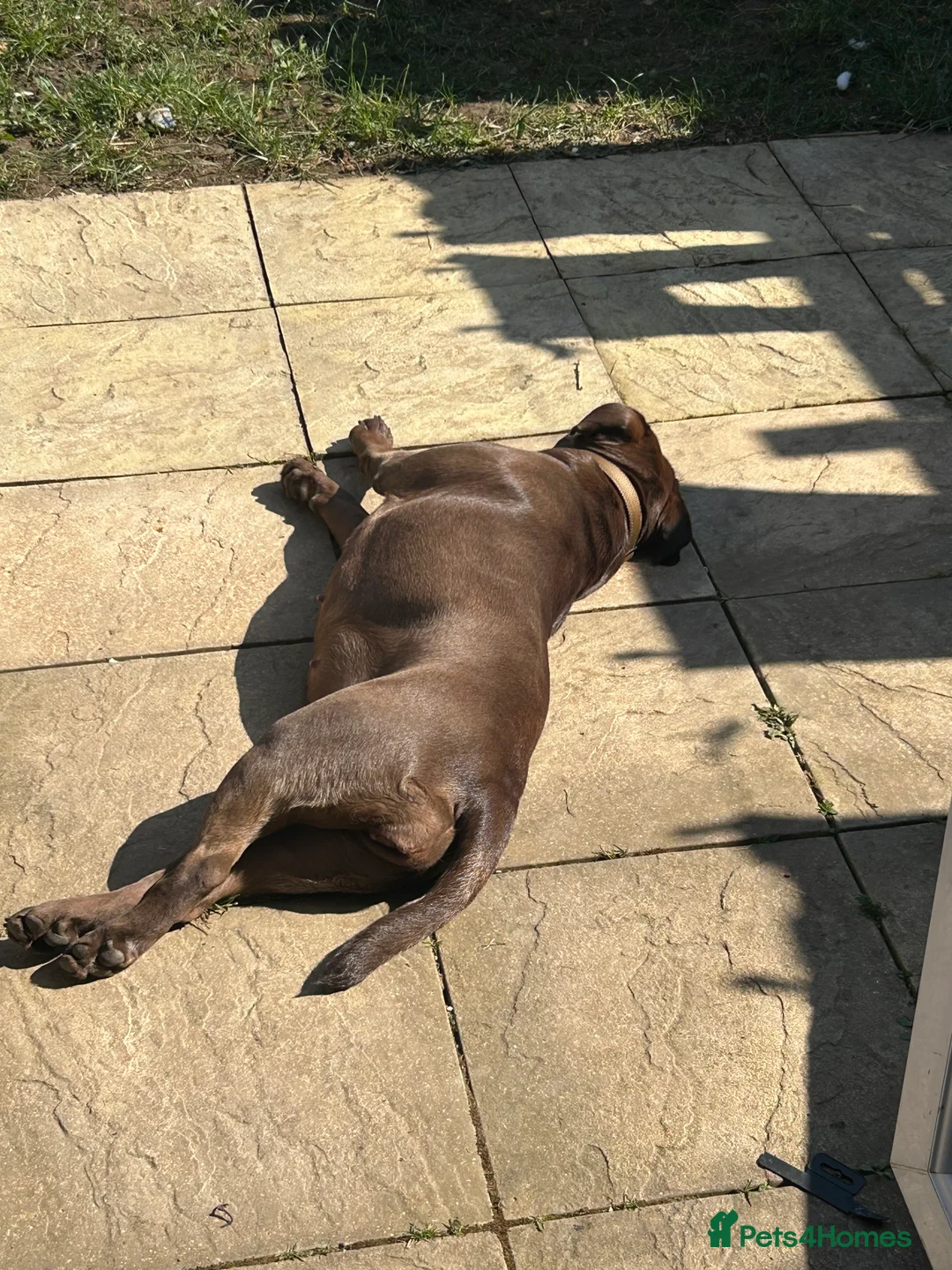 Mixed Breed dogs for sale: Bullador  - Advert 5